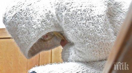 темида поискаха постоянен арест собственичката ротвейлерите нахапали три деца съдът реши друго