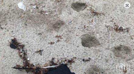 проверка мазни петна морето варна албена