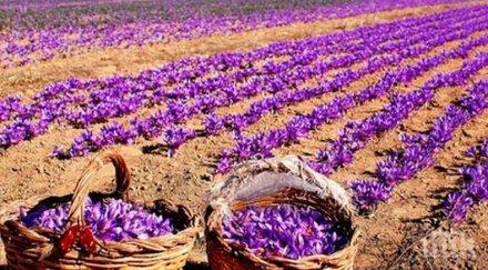 българският шафран един качествените света