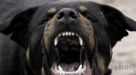 зловещо ротвайлери нахапаха три деца мъж железница