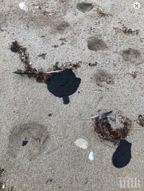 Плажната ивица на курорта Албена покафеня, водата е замърсена с нефтени продукти (СНИМКА)