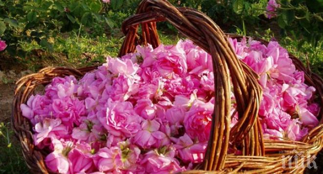 Кабинетът одобри Закон за маслодайната роза