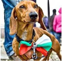 НЕВЕРОЯТНО: Дакели подушват рака в 97% от случаите
