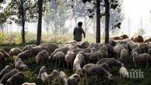 Ограниченията за продажба на животни в Ямболско остават
