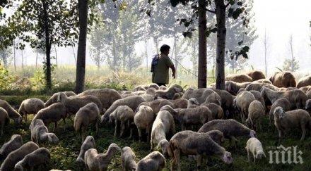 ограниченията продажба животни ямболско остават