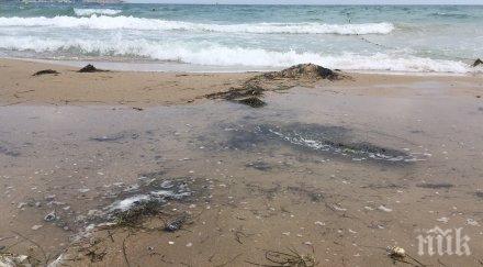 бум спортуващи плажа шабла