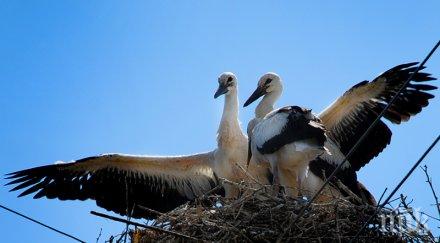 японци осиновиха български щъркели