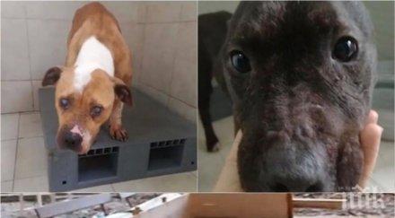 първи подробности стар познайник полицията организирал боевете кучета софия залозите били хиляди левове снимки