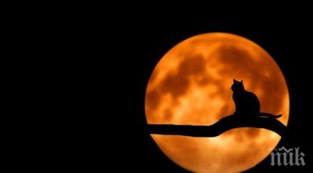 розова луна петък