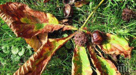 внимание санитарна сеч пловдив гражданите пазят