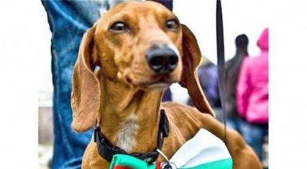 невероятно дакели подушват рака случаите