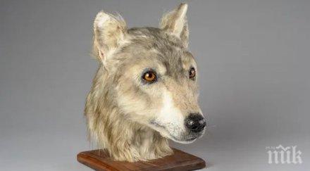 учени реконструираха главата неолитно куче
