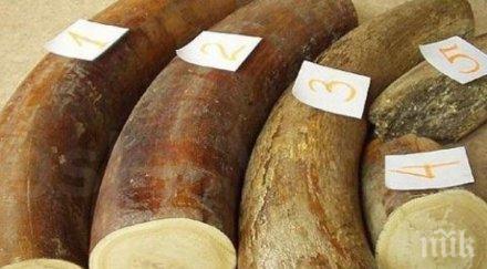 китай залови 748 тона контрабандна слонова кост