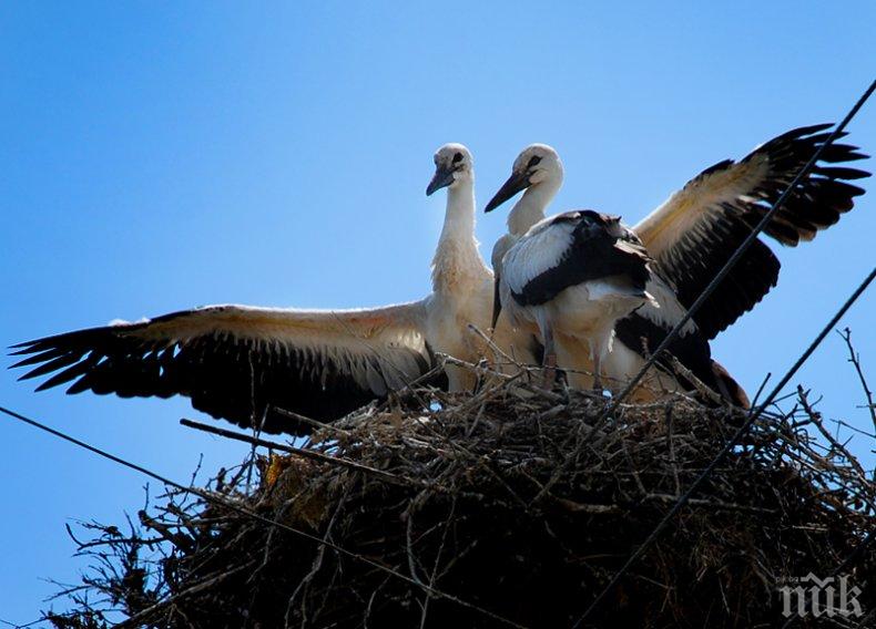 Японци „осиновиха“ български щъркели 