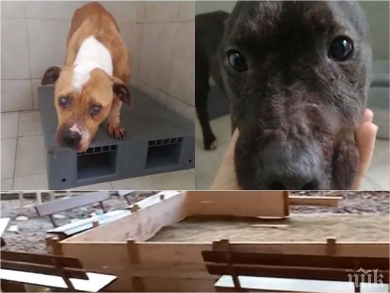 ПЪРВИ ПОДРОБНОСТИ: Стар познайник на полицията организирал боевете с кучета край София - залозите били за хиляди левове (СНИМКИ)