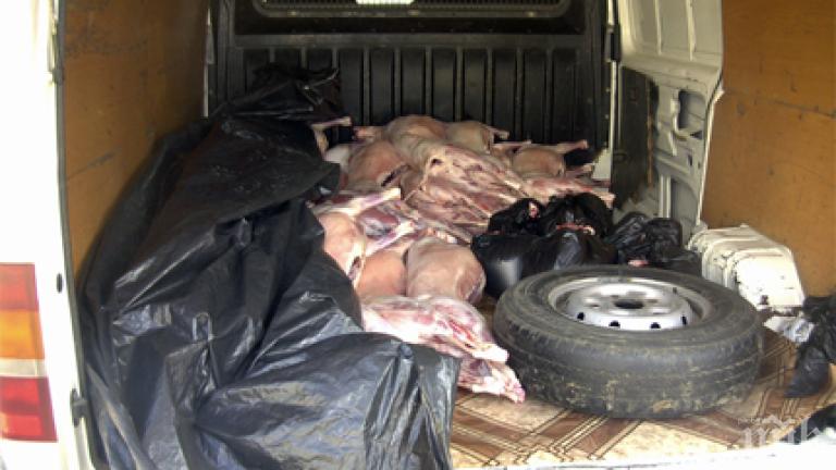 Спипаха близо тон нелегално агнешко 