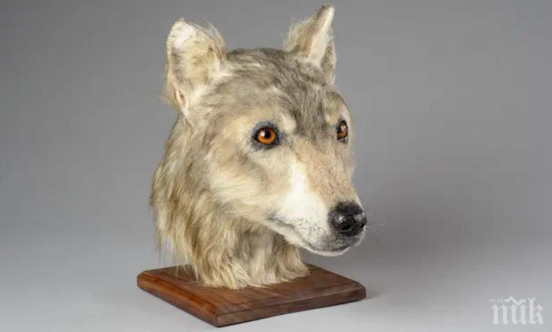 Учени реконструираха главата на неолитно куче