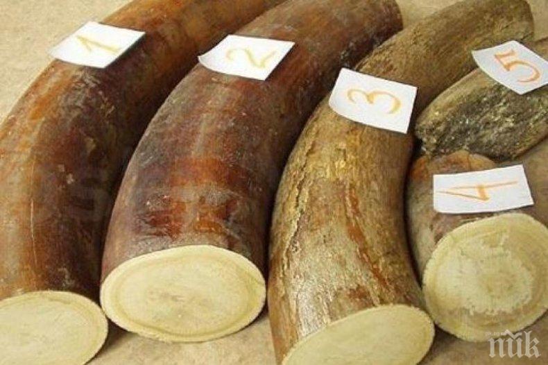 Китай залови 7,48 тона контрабандна слонова кост