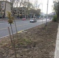 И ТАЗ ДОБРА: Варненци залесяват булевард “Левски” за своя сметка