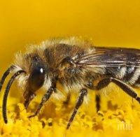 Намалява популацията на 10 вида диви пчели