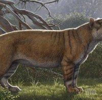 Откриха древен лъв, по-голям от полярната мечка