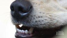 ЗЛОВЕЩО: Домашно куче нахапа жестоко тригодишно детенце
