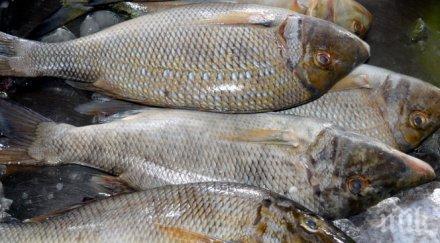 конфискуваха тон риба джебел