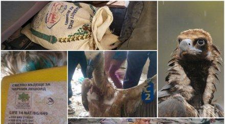 шаш български лешояд задържан шпионаж йемен