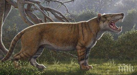 откриха древен лъв голям полярната мечка