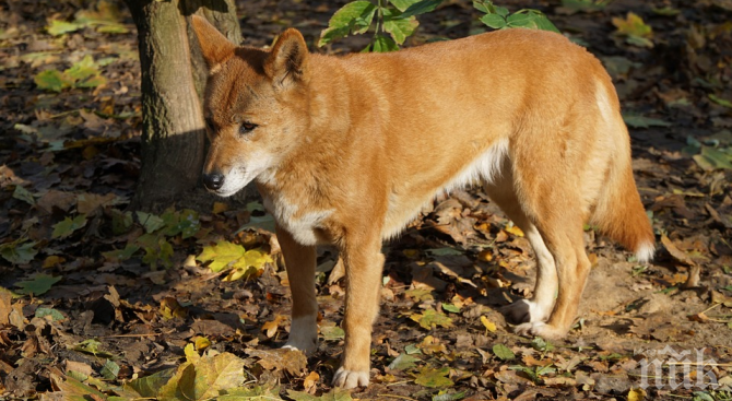 Баща спаси едногодишния си син от зъбите на динго