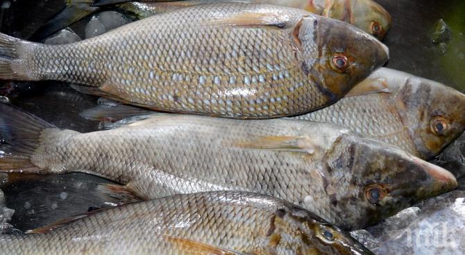 Конфискуваха 1 тон риба в Джебел