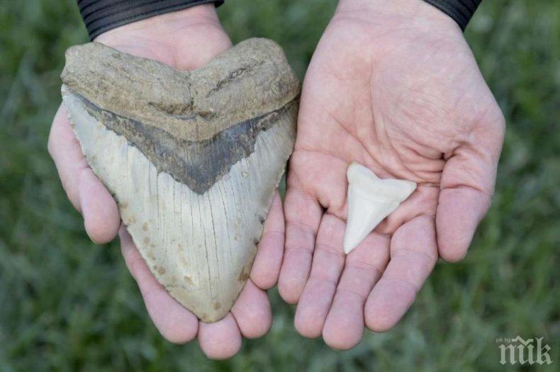 НАХОДКА: Момиче намери на плажа огромен зъб от мегалодон 