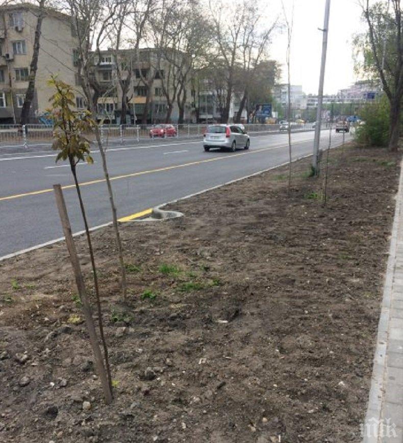 И ТАЗ ДОБРА: Варненци залесяват булевард “Левски” за своя сметка