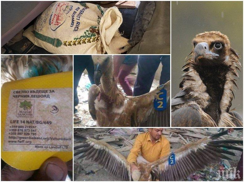 ШАШ: Български лешояд задържан за... шпионаж в Йемен