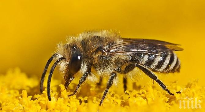 Намалява популацията на 10 вида диви пчели