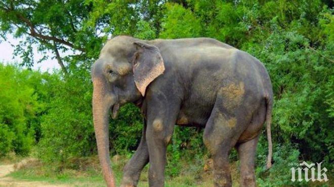 Слон стъпка петима души в Индия