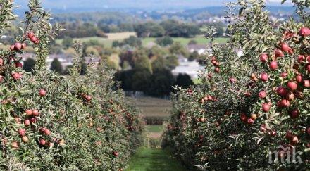падна сняг осоговската планина овошките кюстендилско пострадаха
