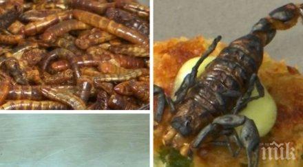 храната бъдещето полезно екологично ядем насекоми