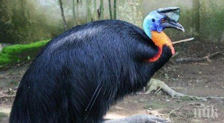 продават търг птица убила стопанина