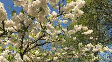 юбилей ани салич чукна петдесетака