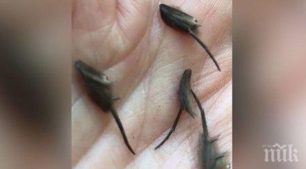 тотален шок новозеландец натъкна странни същества кухнята учените успяха разпознаят видео