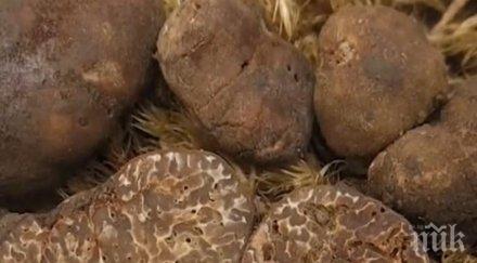 откриха нов вид черен трюфел нас гърция