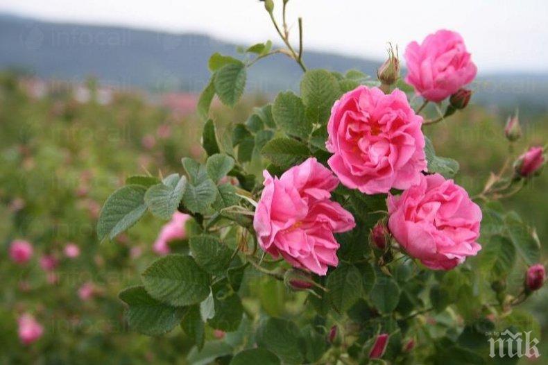 ЗАПАЗЕНА МАРКА: Специален закон ще регламентира производството на маслодайна роза