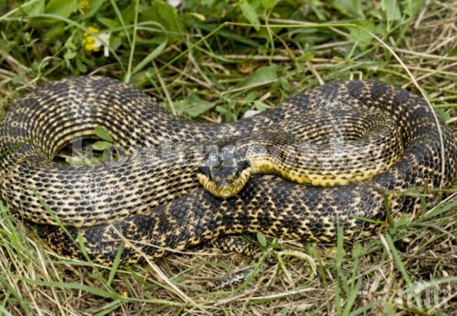 Учени откриха 17 вида змии в България - ето как да се предпазим от ухапване и какво да правим при инцидент
