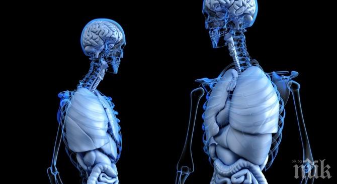 Учени създадоха прозрачни човешки органи