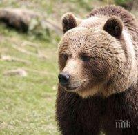 Проверяват сигнали за 12 нападения от мечки