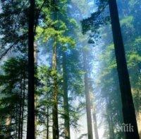 КАТАСТРОФА: Земята е загубила 12 млн. хектара тропически гори само през 2018 г. 