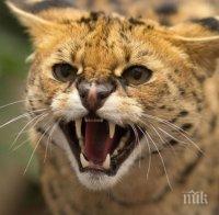 Нестандартно: В Австралия избиват диви котки с ...