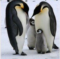 Масов мор на бебета императорски пингвини