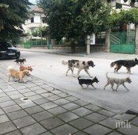Кучешки глутници вилнеят в парковете на Момчилград